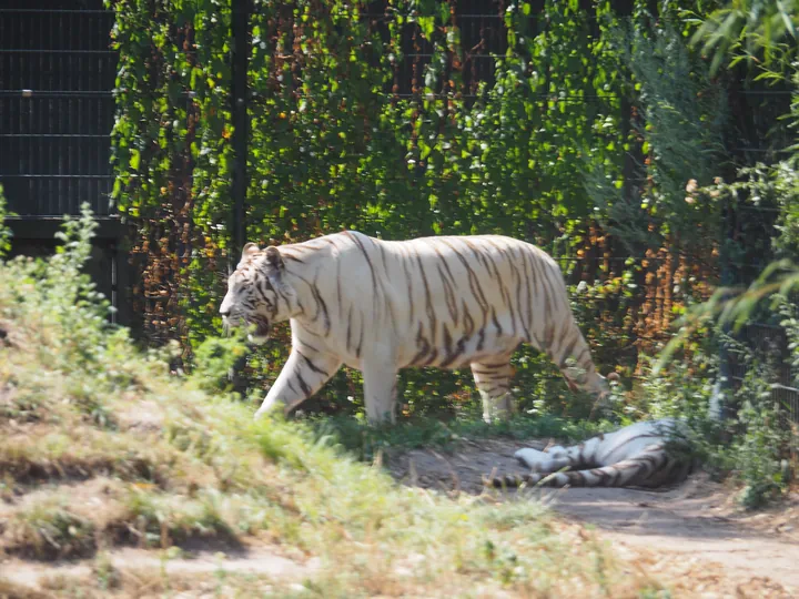 Witte tijger (Panthera tigris)